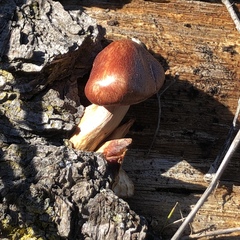 Gymnopilus thiersii