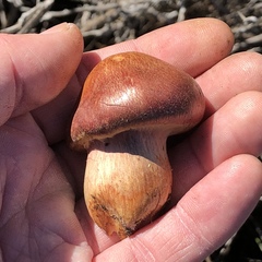 Gymnopilus thiersii