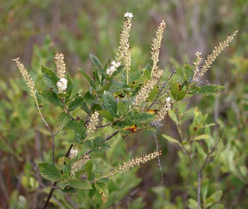 Clethra tomentosa (Clethra tomentosa)