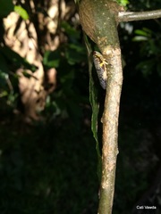 Ptyelus grossus