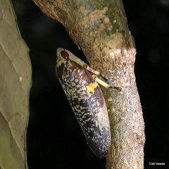 Ptyelus grossus
