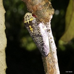 Ptyelus grossus