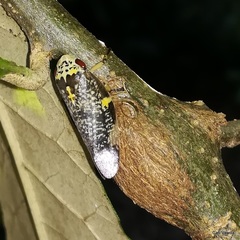 Ptyelus grossus