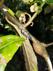 Ptyelus grossus
