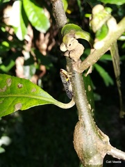 Ptyelus grossus