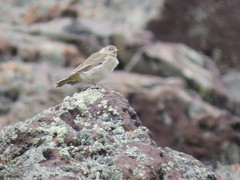 Sicalis