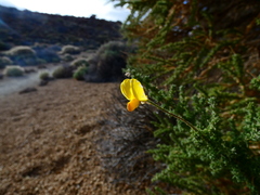 Adenocarpus viscosus image