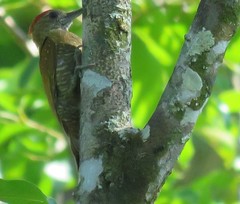 Dryobates passerinus