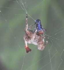 Arachnura scorpionoides