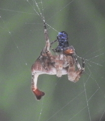 Arachnura scorpionoides