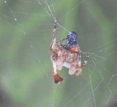 Arachnura scorpionoides