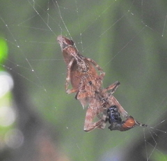 Arachnura scorpionoides