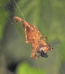 Arachnura scorpionoides