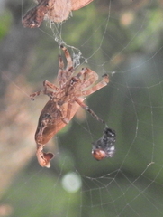 Arachnura scorpionoides
