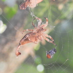 Arachnura scorpionoides