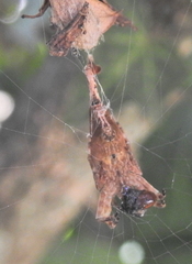 Arachnura scorpionoides
