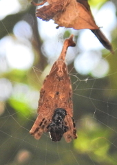 Arachnura scorpionoides