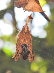 Arachnura scorpionoides