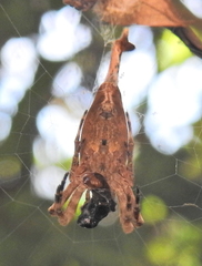 Arachnura scorpionoides