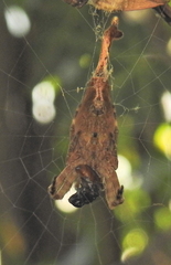 Arachnura scorpionoides