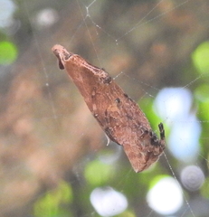 Arachnura scorpionoides