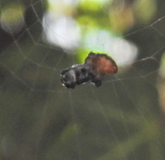 Arachnura scorpionoides