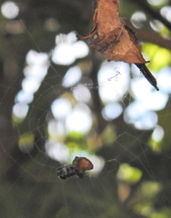 Arachnura scorpionoides