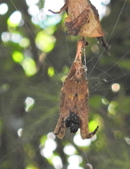 Arachnura scorpionoides