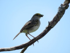 Ammodramus aurifrons