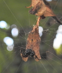 Arachnura scorpionoides