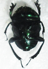Gymnopleurus virens