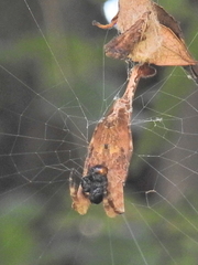 Arachnura scorpionoides