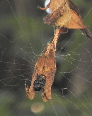 Arachnura scorpionoides