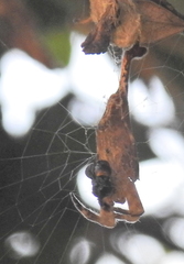 Arachnura scorpionoides