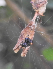 Arachnura scorpionoides