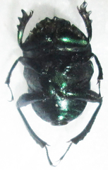 Gymnopleurus virens