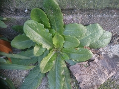 Hypochaeris radicata