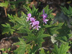 Pelargonium citronellum