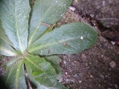 Hypochaeris radicata