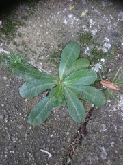 Hypochaeris radicata