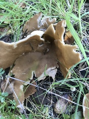 Helvella acetabulum