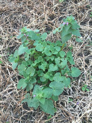 Lamium purpureum purpureum