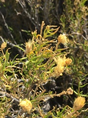 Pteronia pallens