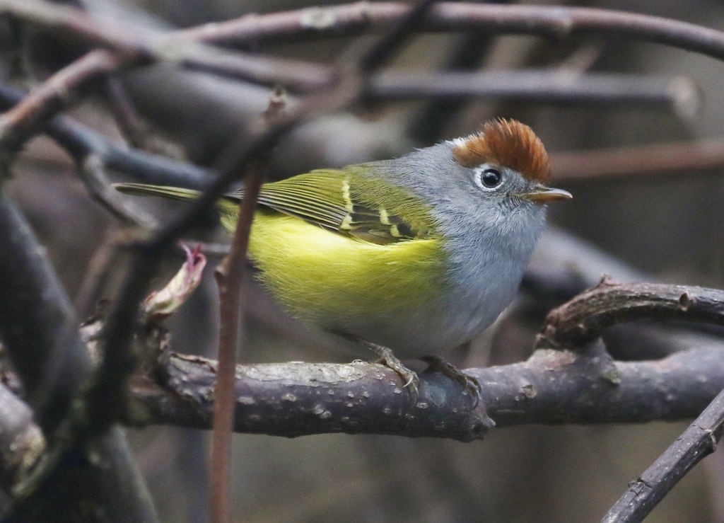 Leaf Warblers