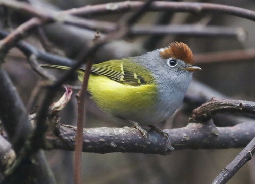 Representative image of Phylloscopidae