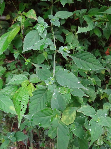 Image of Strobilanthes wallichii by (c) 呂一起(Lu i-chi), some rights reserved (CC BY)