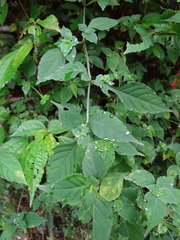 Persian Shield (Strobilanthes wallichii)