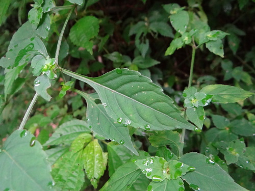Image of Strobilanthes wallichii by (c) 呂一起(Lu i-chi), some rights reserved (CC BY)