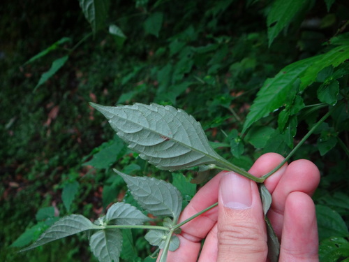 Image of Strobilanthes wallichii by (c) 呂一起(Lu i-chi), some rights reserved (CC BY)