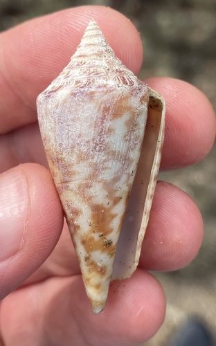 Conus recurvus, 2023-08-31